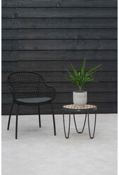 Trachycarpus palma wachlarzowa XS