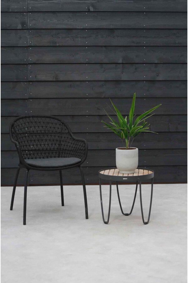 Trachycarpus palma wachlarzowa XS
