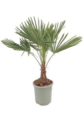Trachycarpus palma wachlarzowa M