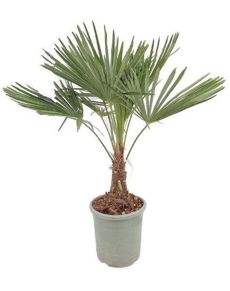 Trachycarpus