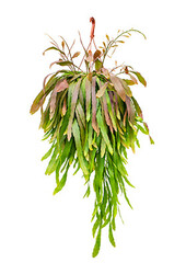 Lepismium Houlletianum Red