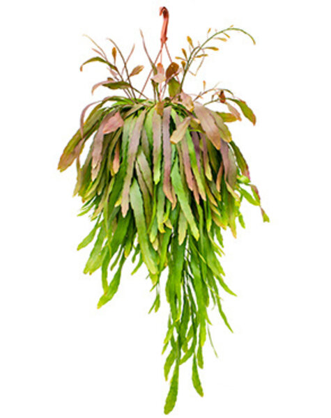 Lepismium