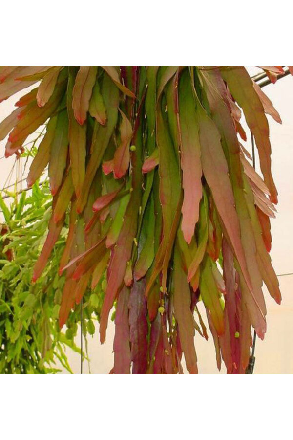 Lepismium Houlletianum Red
