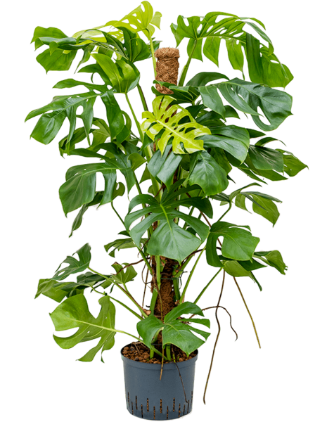 Hydroponiczna Monstera