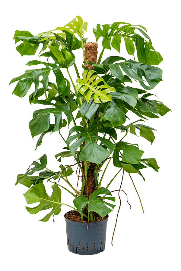 Hydroponiczna Monstera Deliciosa