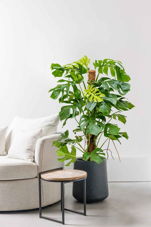 Hydroponiczna Monstera Deliciosa