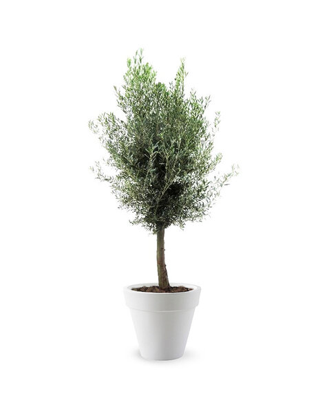 Elho Elho | Olea Europaea