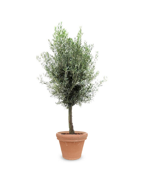 TerraCotta | Olea Europaea