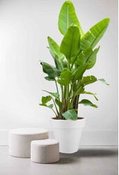 Strelicja Kingsize w Pure Rond