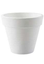 Strelicja Kingsize w Pure Rond
