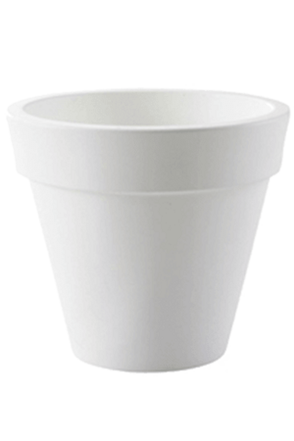 Strelicja Kingsize w Pure Rond