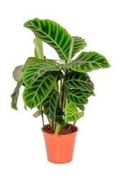 Pakiet roślin Tropicana