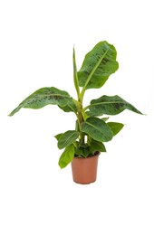 Pakiet roślin Tropicana