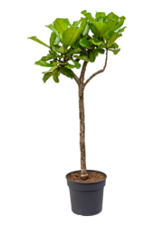 Ficus Lyrata na pniu