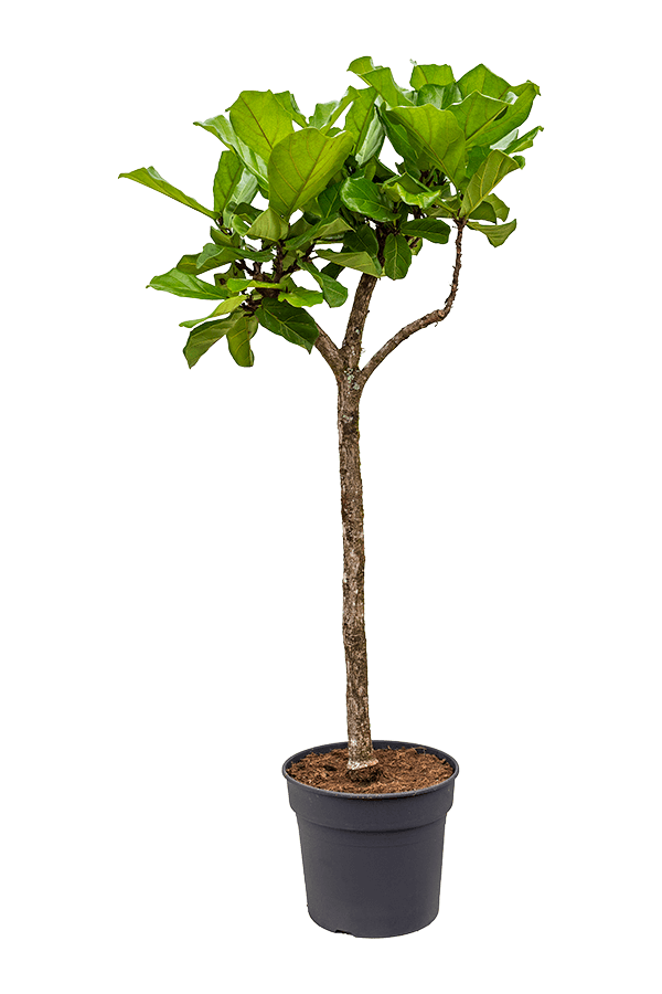Ficus Lyrata na pniu
