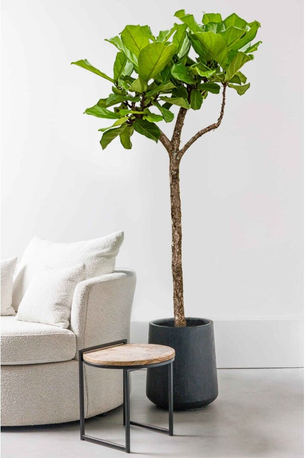 Ficus Lyrata na pniu