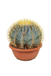 Ferocactus Kula