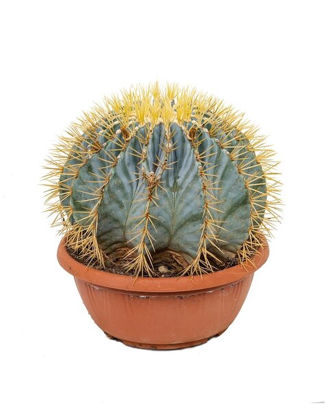 Ferocactus