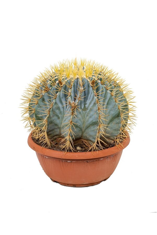 Ferocactus Kula