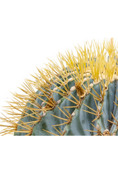 Ferocactus Kula