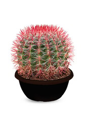 Ferocactus Stainesii