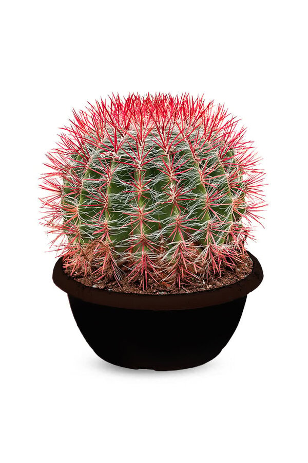 Ferocactus Stainesii