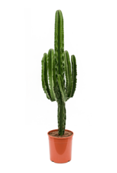Euphorbia Erytrea