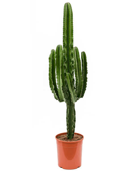 Euphorbia