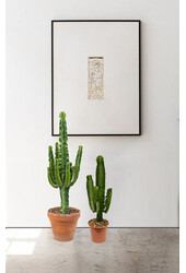 Euphorbia Erytrea