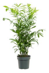 Chamaedorea Seifrizii