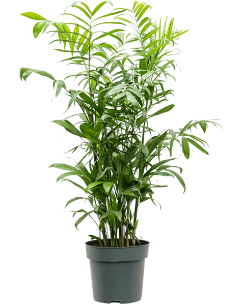Chamaedorea