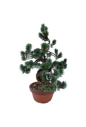 Bonsai Japońska sosna biała M