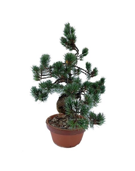 Bonsai