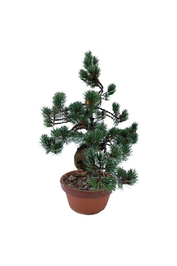 Bonsai Japońska sosna biała M