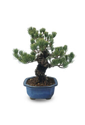 Bonsai Japońska sosna biała L