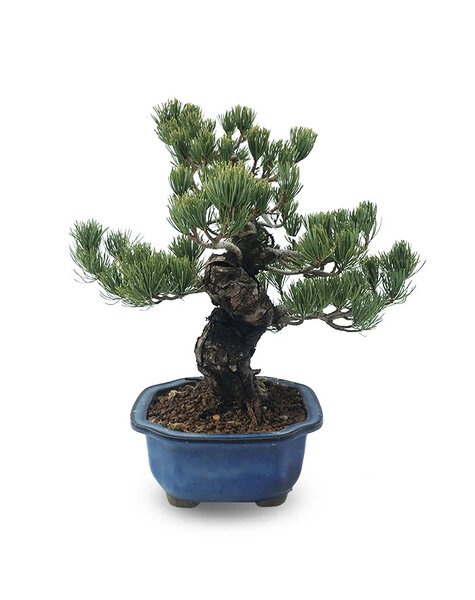 Bonsai