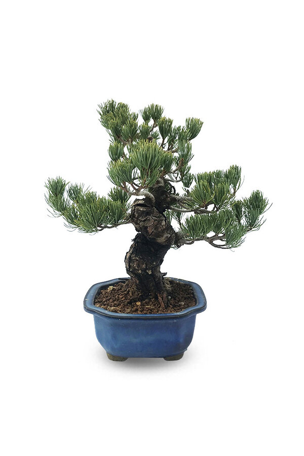 Bonsai Japońska sosna biała L