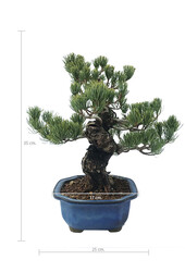 Bonsai Japońska sosna biała L