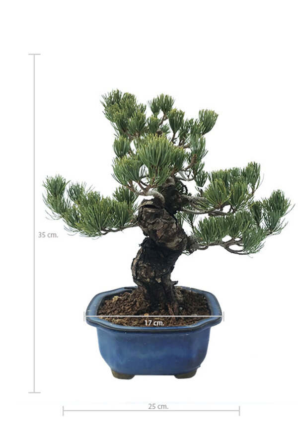 Bonsai Japońska sosna biała L