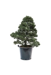 Bonsai Japońska sosna biała XL