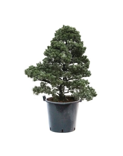 Bonsai