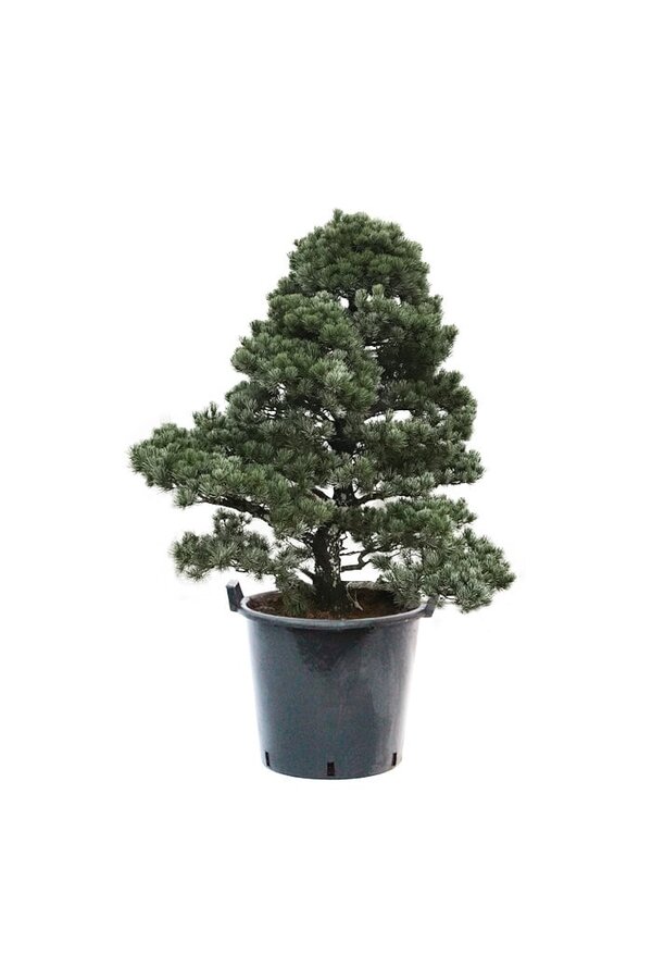 Bonsai Japońska sosna biała XL