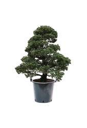 Bonsai Japońska sosna biała XXL