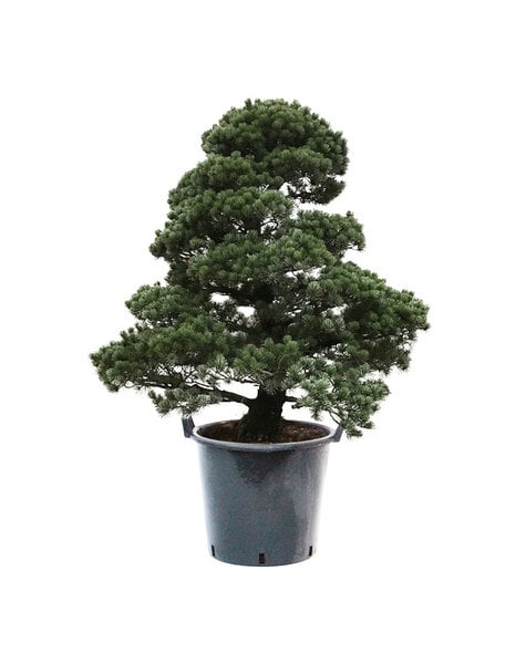 Bonsai