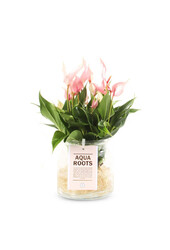 Aqua Roots Lilli Anturium