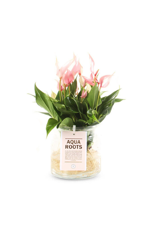 Aqua Roots Lilli Anturium