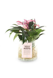 Aqua Roots Zizou Anturium