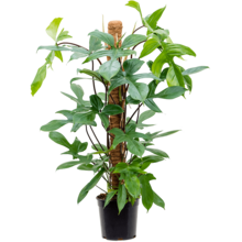 Filodendron