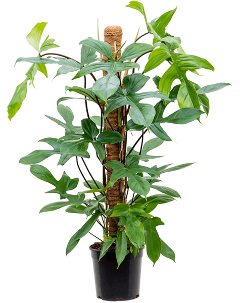 Filodendron