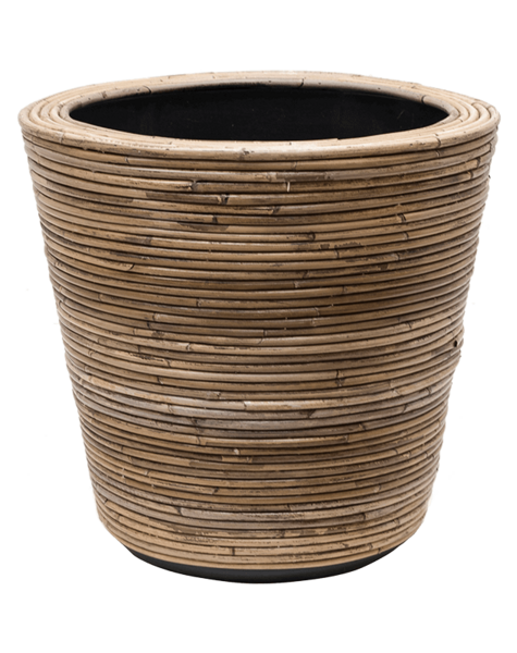 Rotan